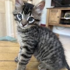 Slash, the sweetest kitten in the world