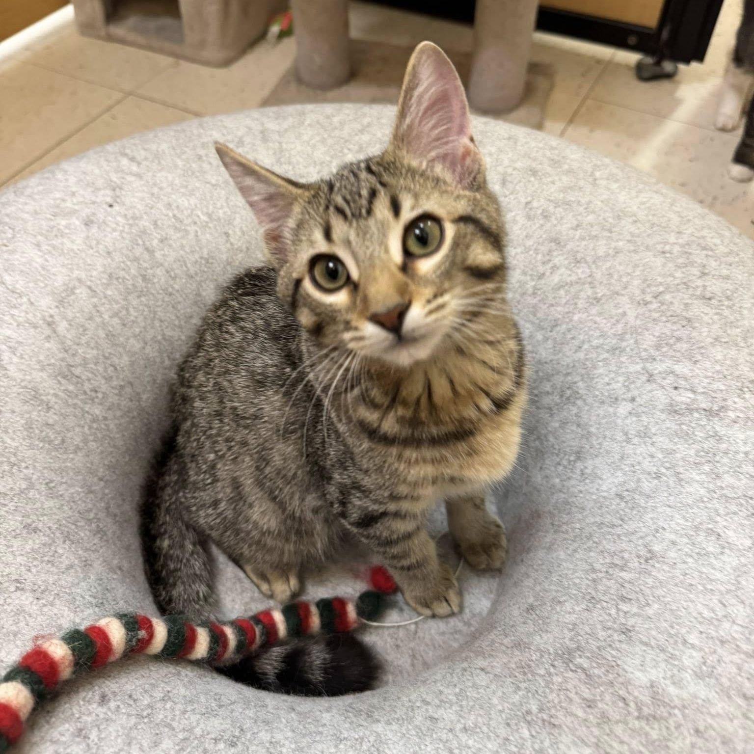 Slash, the sweetest kitten in the world