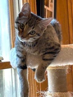 Slash, the sweetest kitten in the world