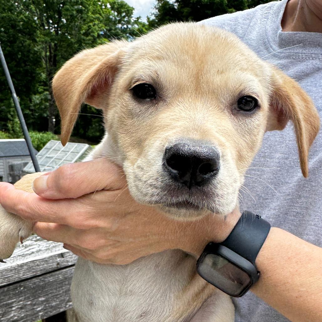 NY Trek Avail Jun 13 (Choice Pet Carmel), Adoptable, Puppy Male Labrador Retriever & Pit Bull Terrier.