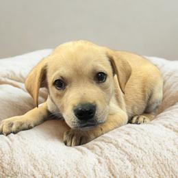 Enlarge NY Trek Avail Jun 13 (Choice Pet Carmel), a Adoptable mixed breed in Eastford, CT image 2/2