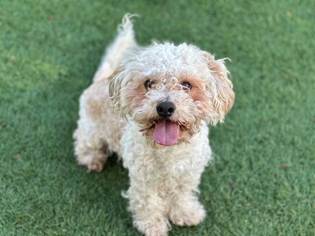 EMERSON, Adoptable, Adult Male Poodle & Mixed Breed.