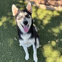 Kyle, Adoptable, Young Male Siberian Husky & Coonhound.