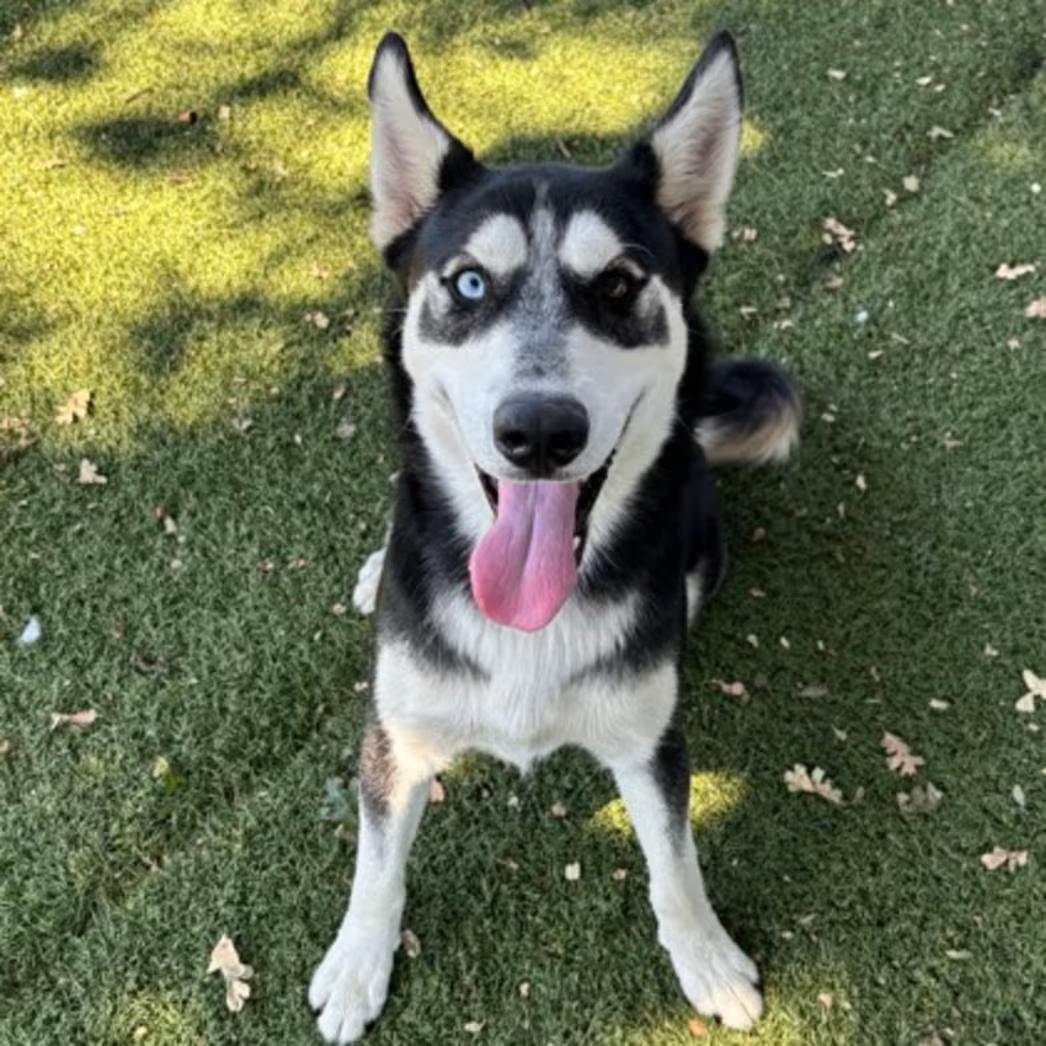 Enlarge Kyle, a Adoptable mixed breed in Red Bluff, CA image 2/3
