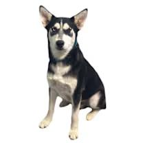 Enlarge Kyle, a Adoptable mixed breed in Red Bluff, CA image 3/3