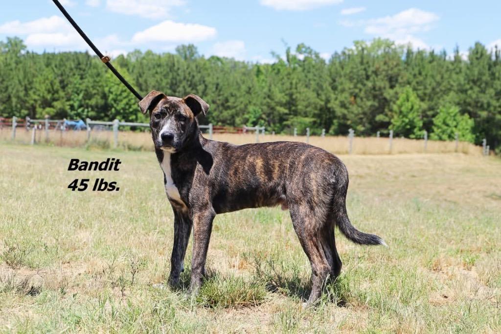 Bandit, Adoptable, Young Male Mixed Breed.