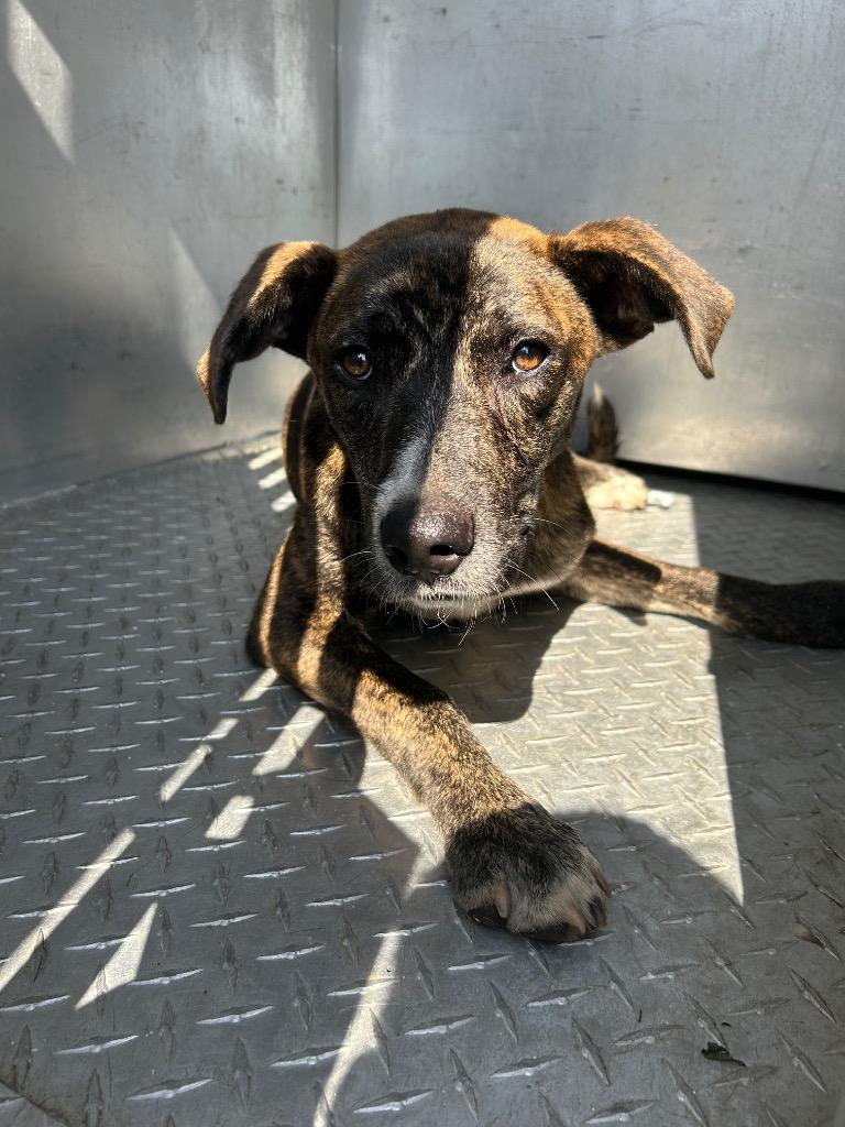 Enlarge Bandit, a Adoptable mixed breed in Oxford, NC image 1/1