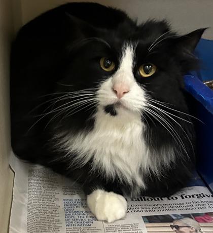 Bianca, ADOPTABLE, Adult Female Domestic Medium Hair.