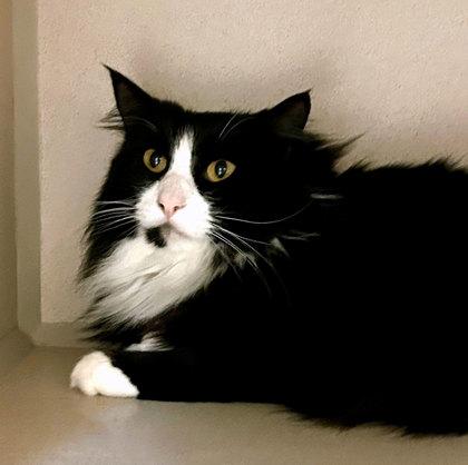 Enlarge Bianca, a ADOPTABLE mixed breed in Sacramento, CA image 2/5