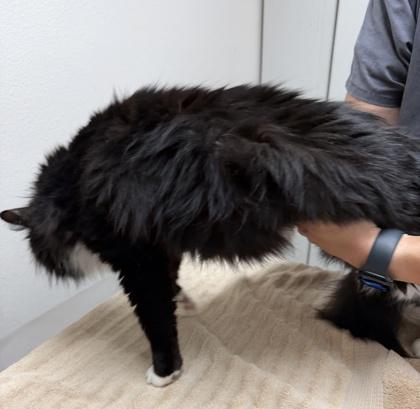 Enlarge Bianca, a ADOPTABLE mixed breed in Sacramento, CA image 4/5