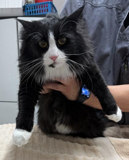 Enlarge Bianca, a ADOPTABLE mixed breed in Sacramento, CA image 3/5