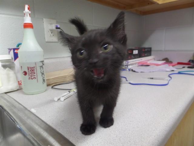 DOODLES, Adoptable, Kitten Male Domestic Short Hair.