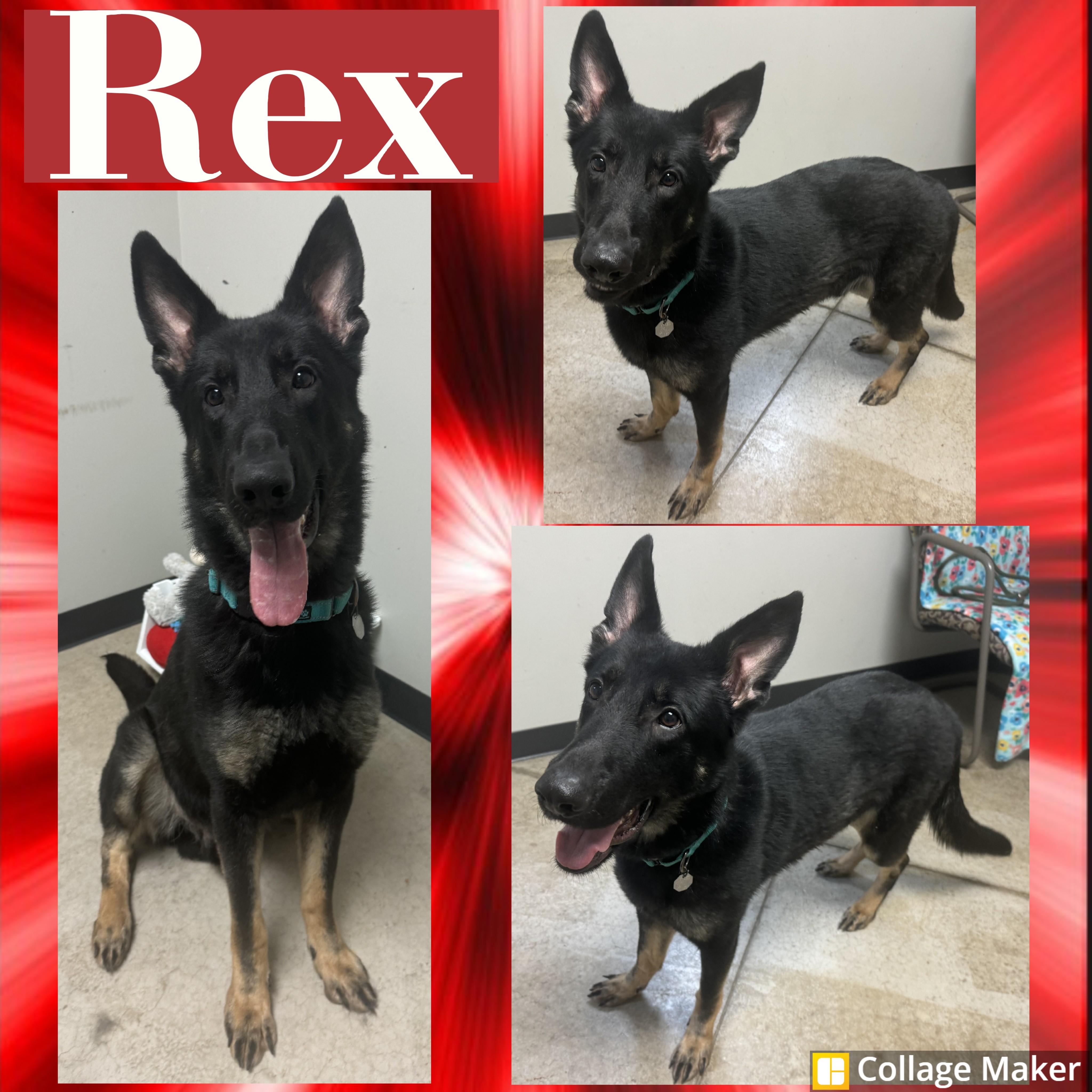 Enlarge Rex, a ADOPTABLE German Shepherd Dog in Clearfield, PA image 1/1