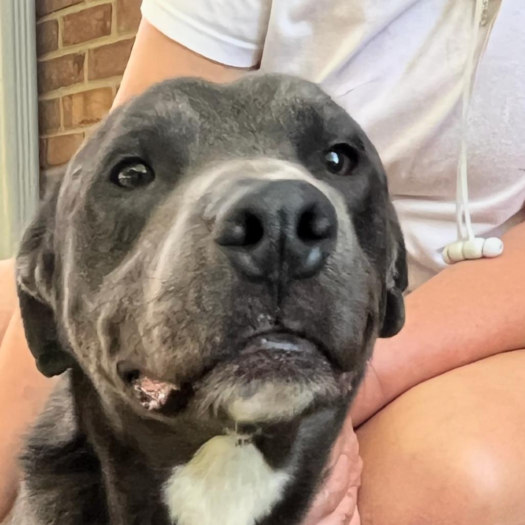 Mulligan, Adoptable, Young Male Labrador Retriever & Weimaraner.