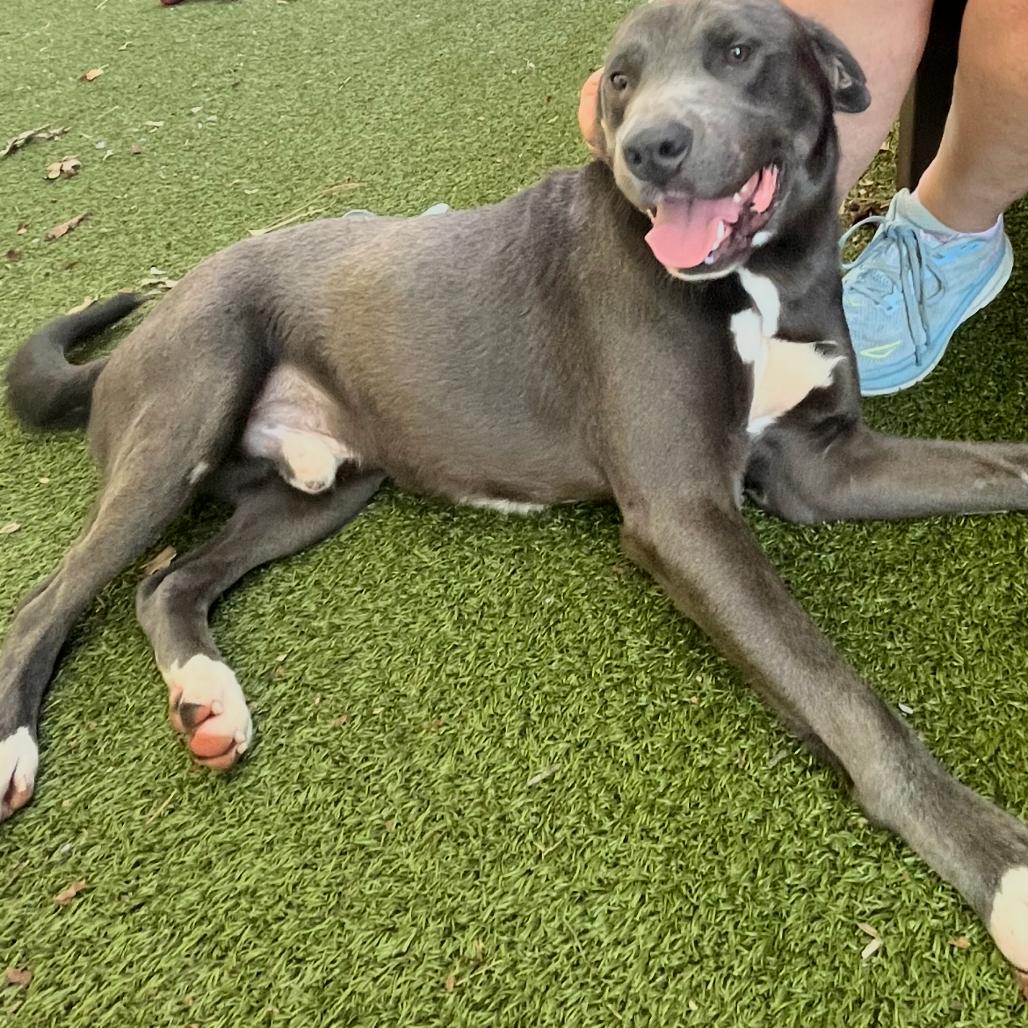 Enlarge Mulligan, a Adoptable mixed breed in Cordova, TN image 3/4