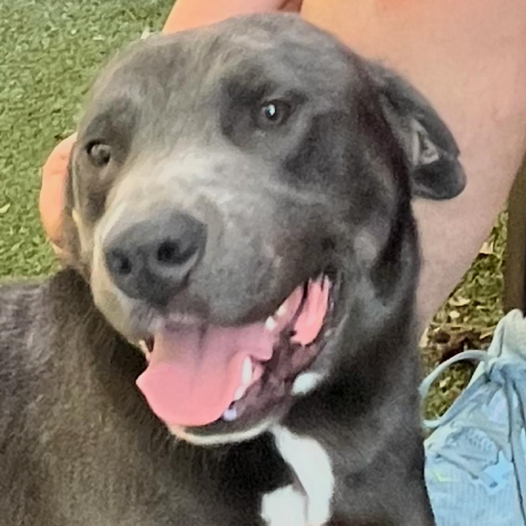 Enlarge Mulligan, a Adoptable mixed breed in Cordova, TN image 4/4