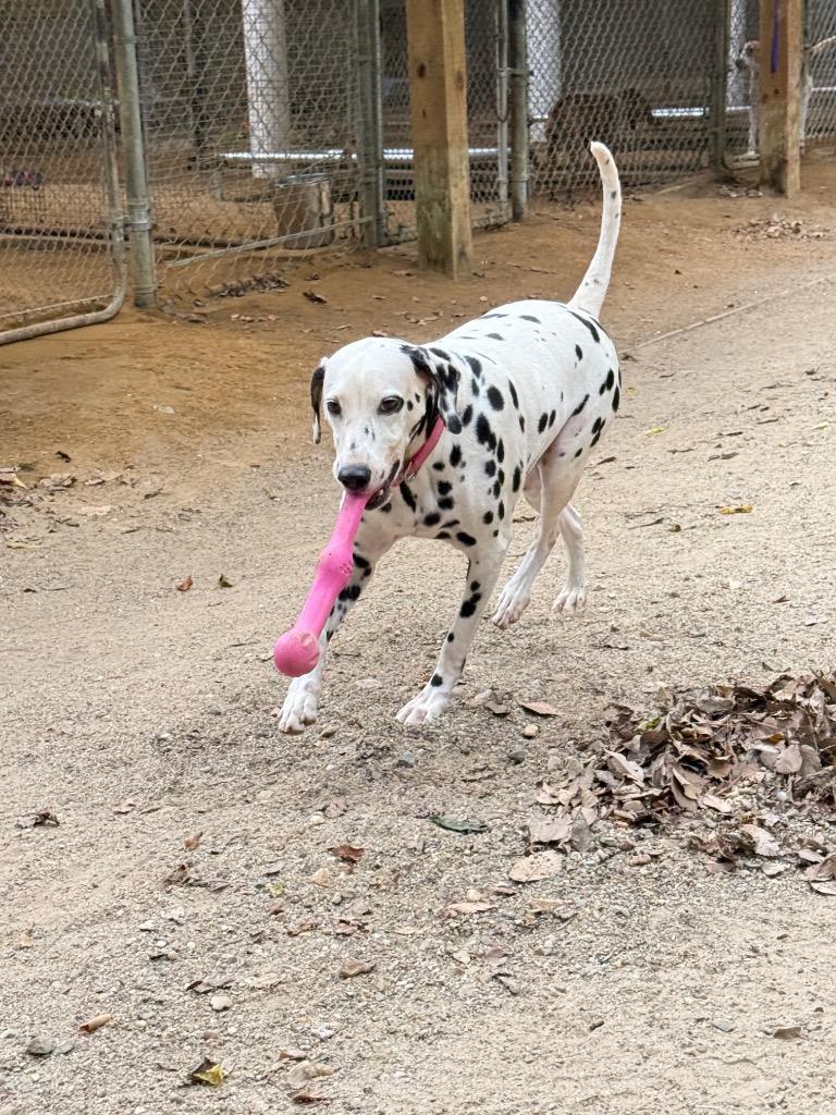 Enlarge Lucy, a Adoptable Dalmatian in Hampton, VA image 1/2