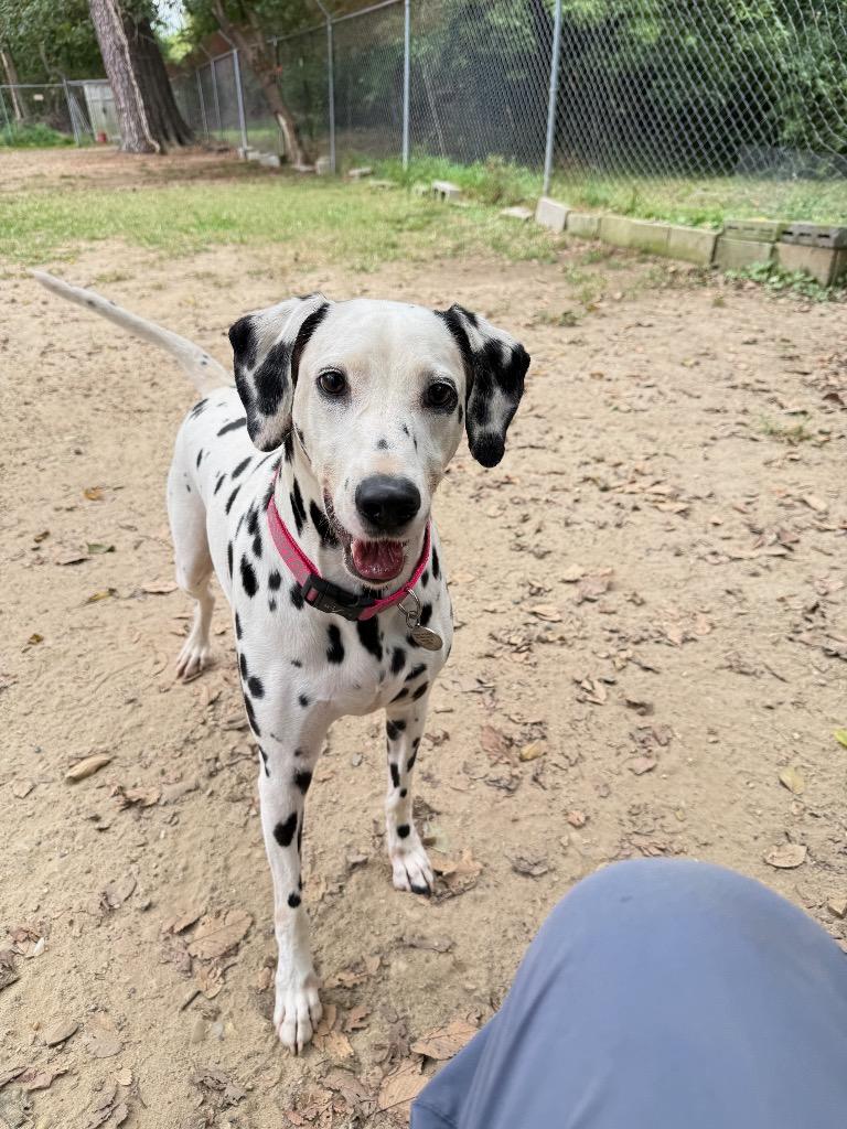 Enlarge Lucy, a Adoptable Dalmatian in Hampton, VA image 2/2