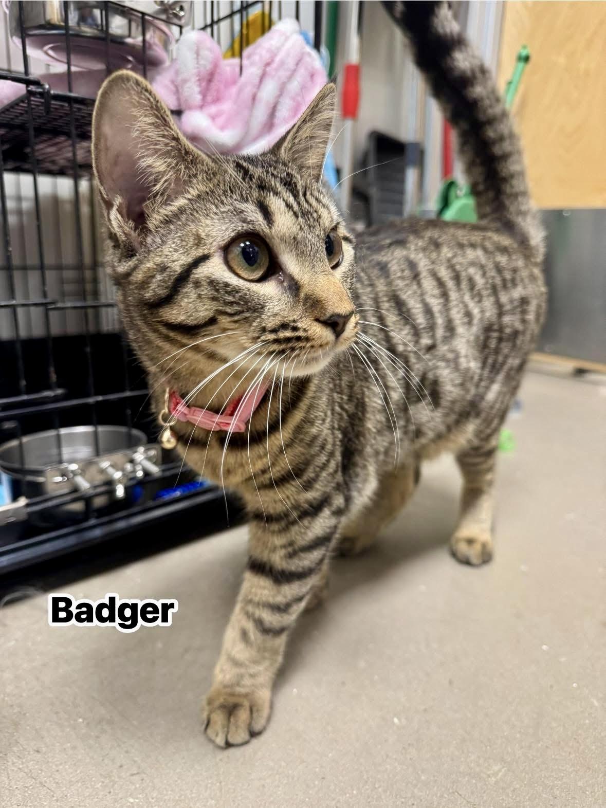 Birdie and Badger, Adoptable, Young Female Domestic Short Hair.