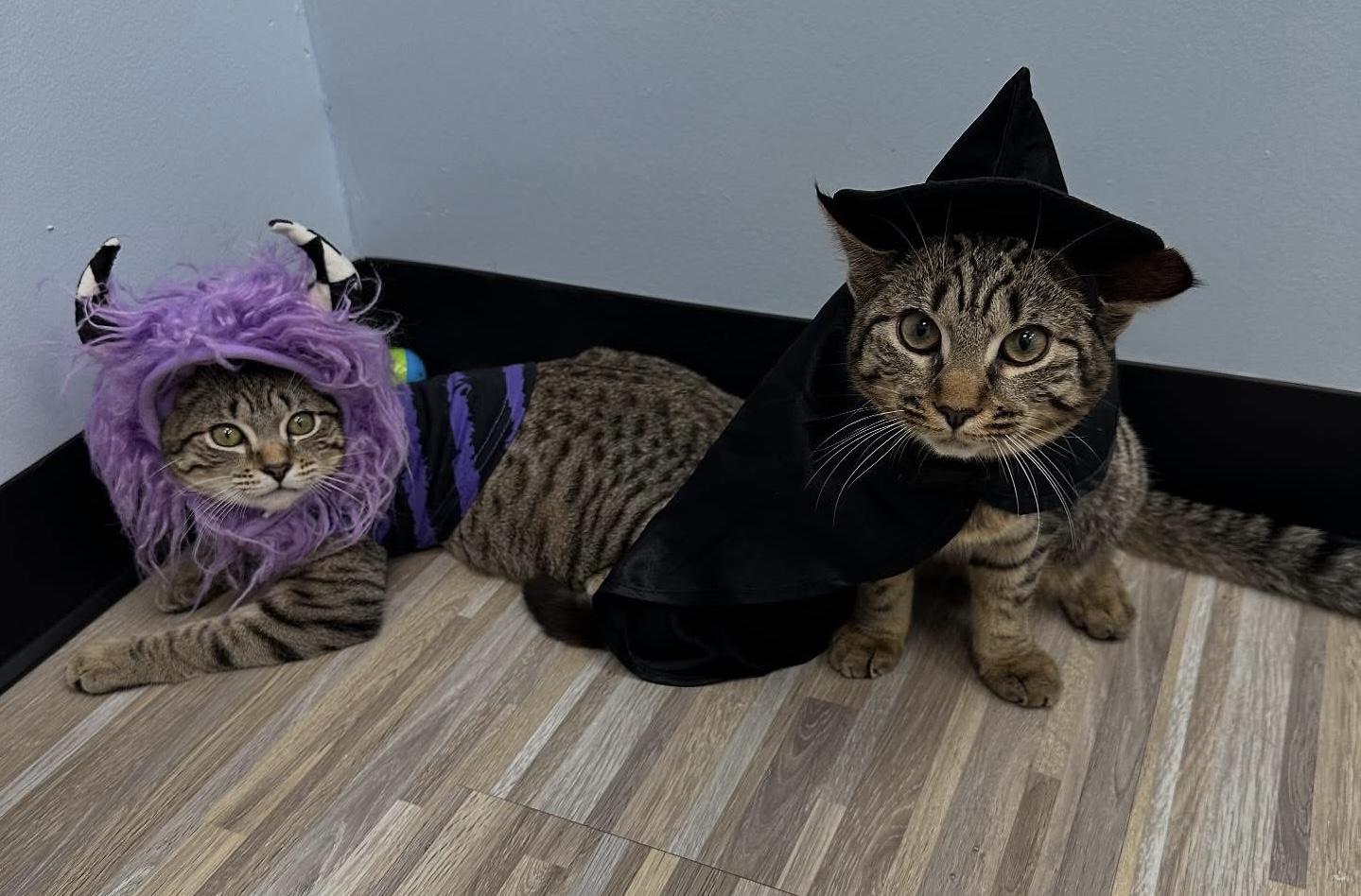 Birdie and Badger, a Adoptable Domestic Short Hair in Staten Island, NY image 2/4