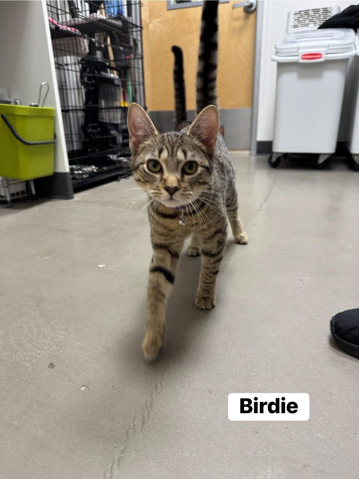 Birdie and Badger, a Adoptable Domestic Short Hair in Staten Island, NY image 4/4