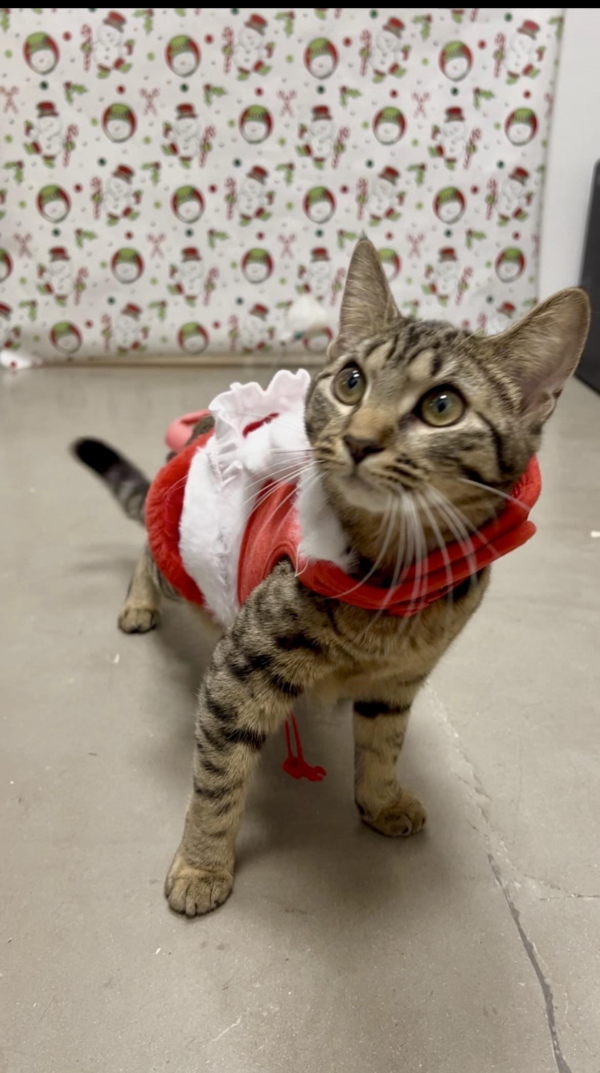 Birdie and Badger, a Adoptable Domestic Short Hair in Staten Island, NY image 6/6