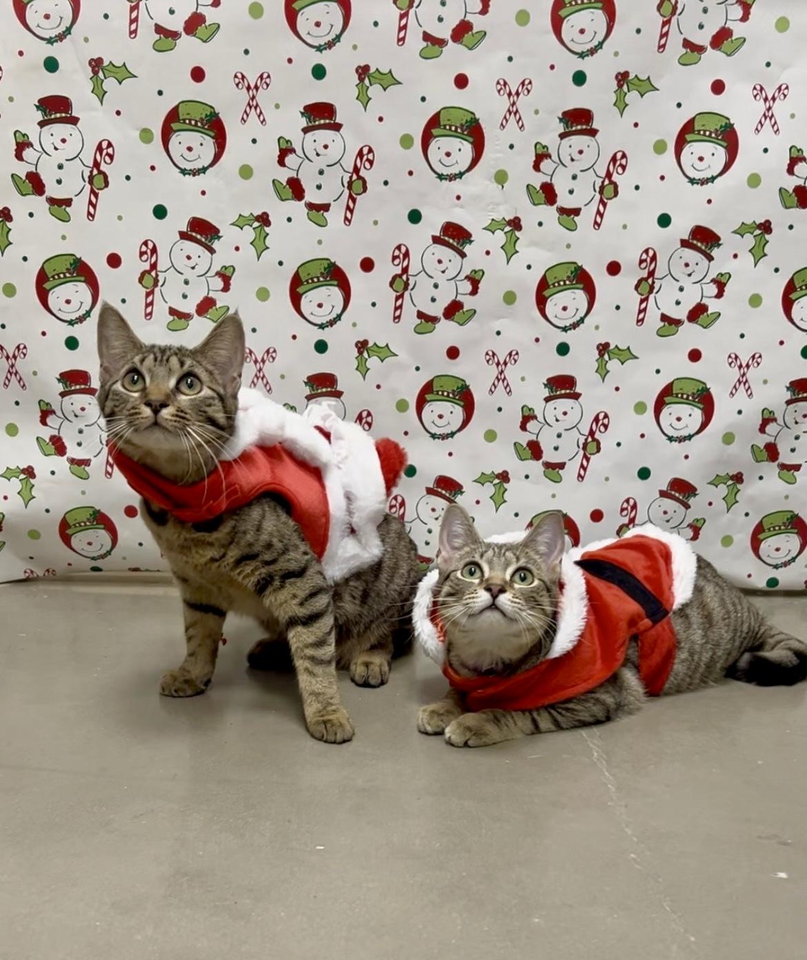 Birdie and Badger, Adoptable, Young Female Domestic Short Hair.