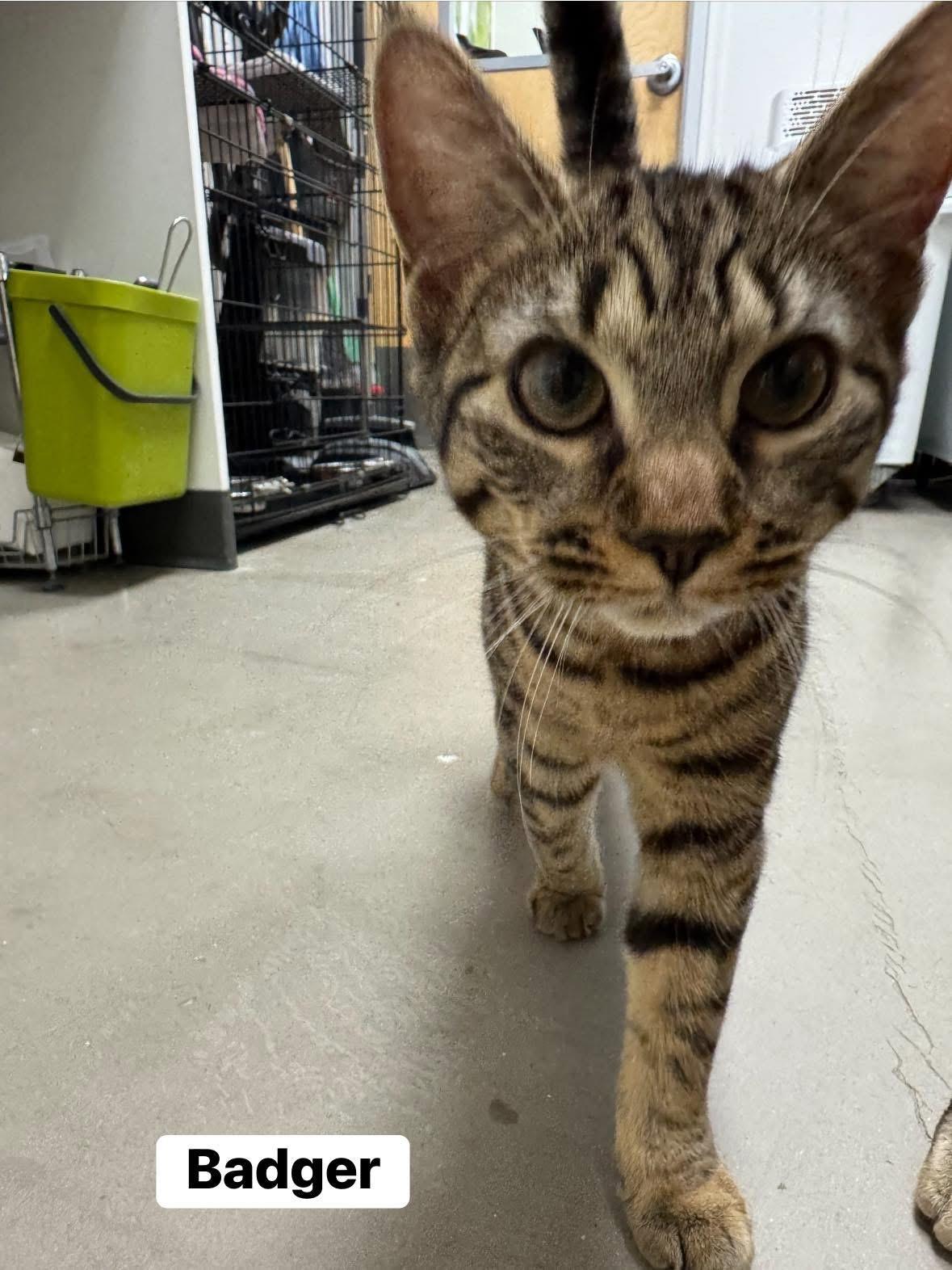 Birdie and Badger, a Adoptable Domestic Short Hair in Staten Island, NY image 3/4