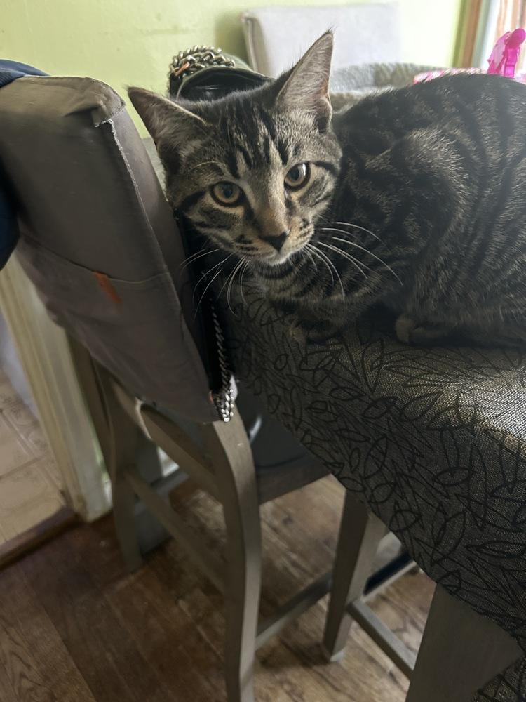 Enlarge biggie smalls, a Adoptable mixed breed in Lincoln Park, MI image 2/3