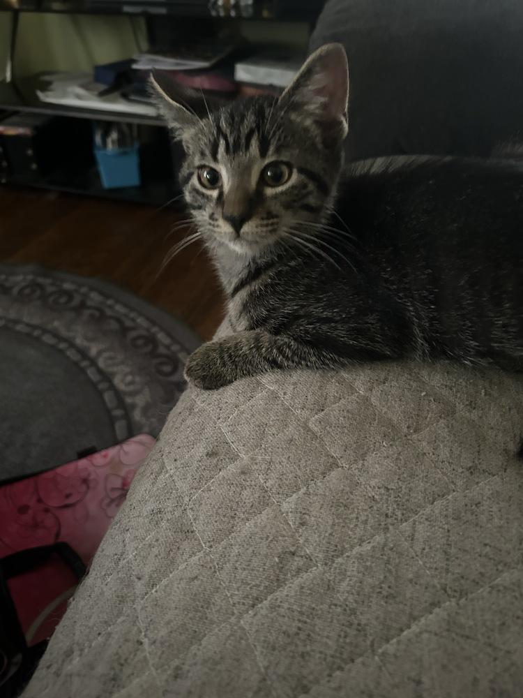 Enlarge biggie smalls, a Adoptable mixed breed in Lincoln Park, MI image 3/3