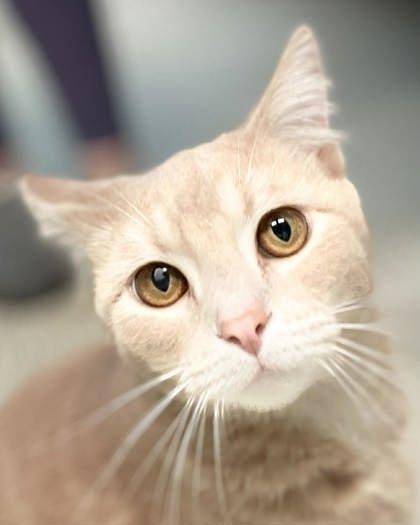 Ripley — thumbnail 2