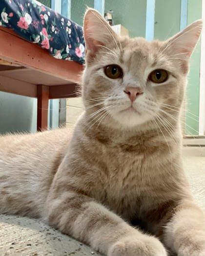 Ripley — thumbnail 3