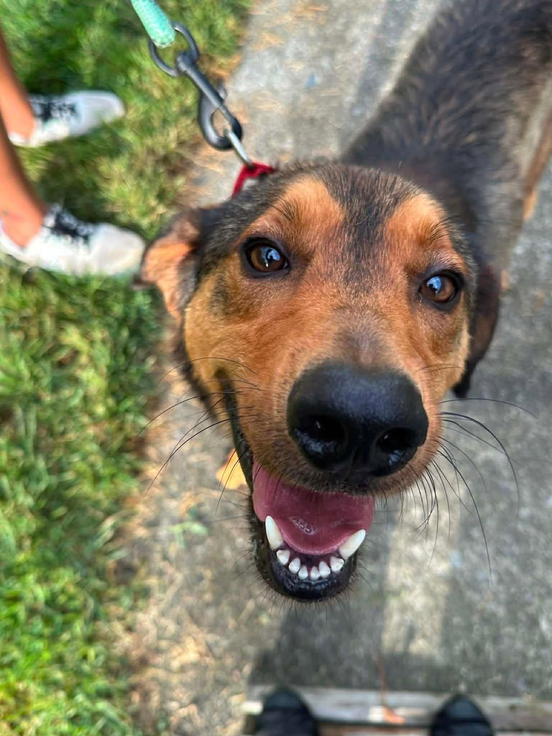 Theodore, ADOPTABLE, Young Male Redbone Coonhound.