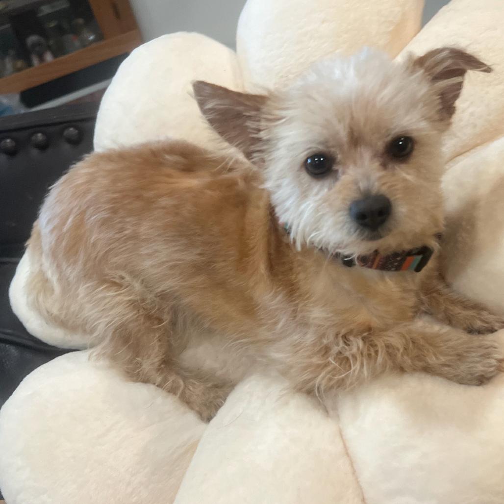 Enlarge Little Max, a Adoptable mixed breed in Phoenix, AZ image 1/1