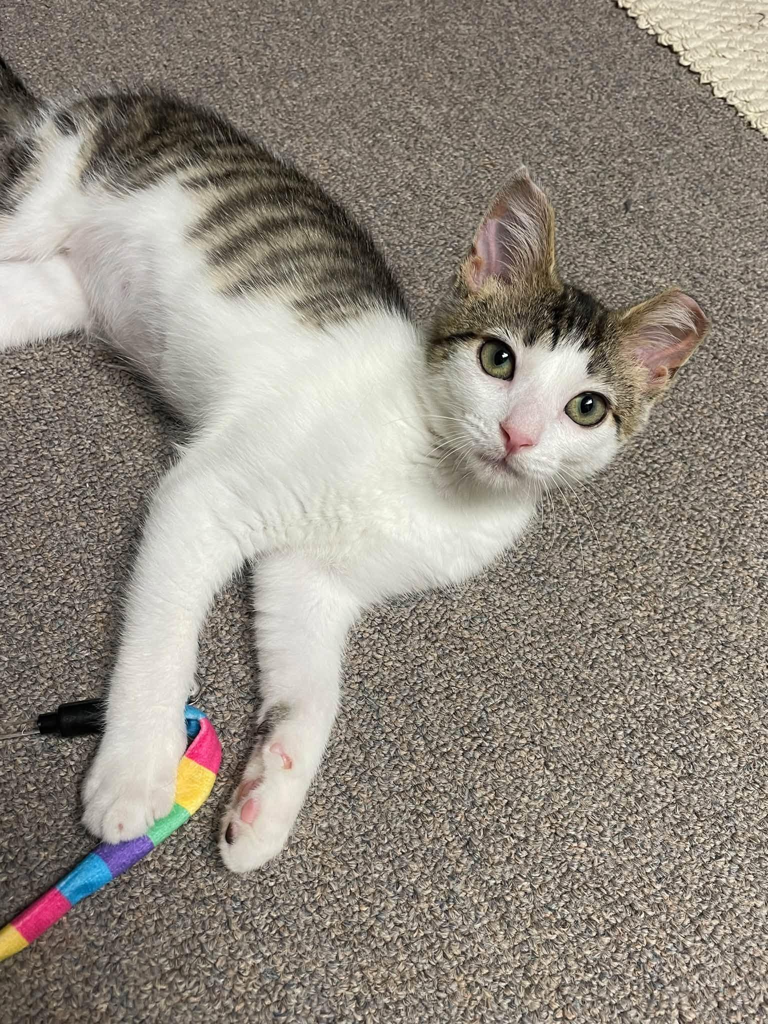 Enlarge Anna, a Adoptable Domestic Short Hair in Sterling Heights, MI image 4/4