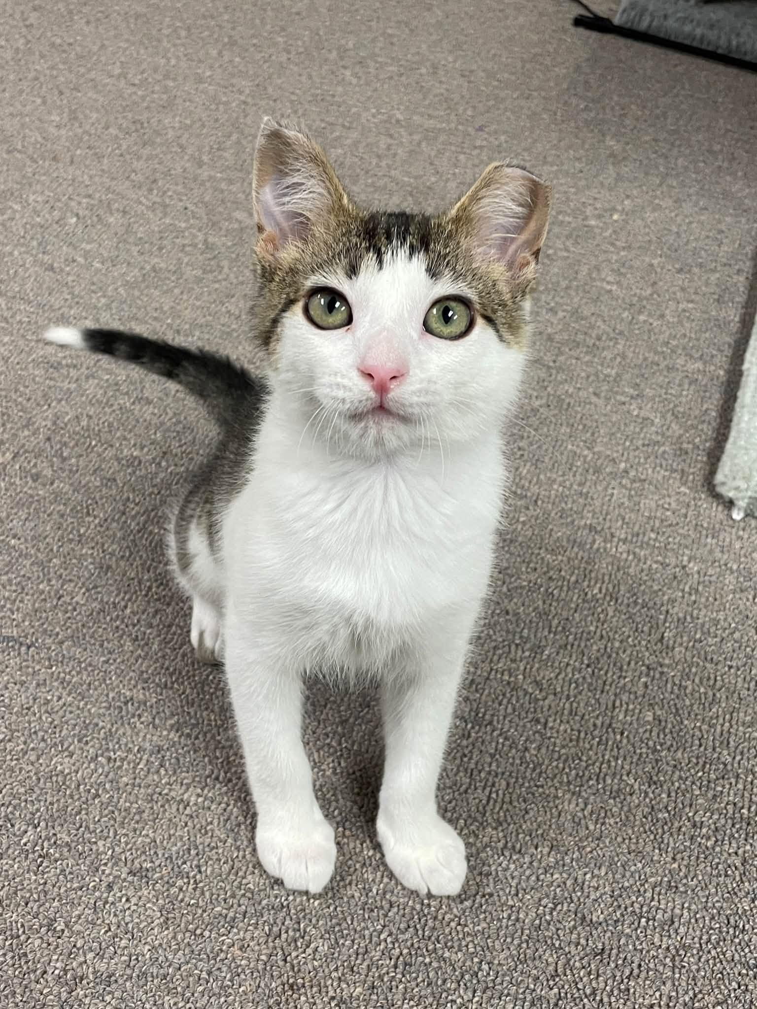 Enlarge Anna, a Adoptable Domestic Short Hair in Sterling Heights, MI image 3/4