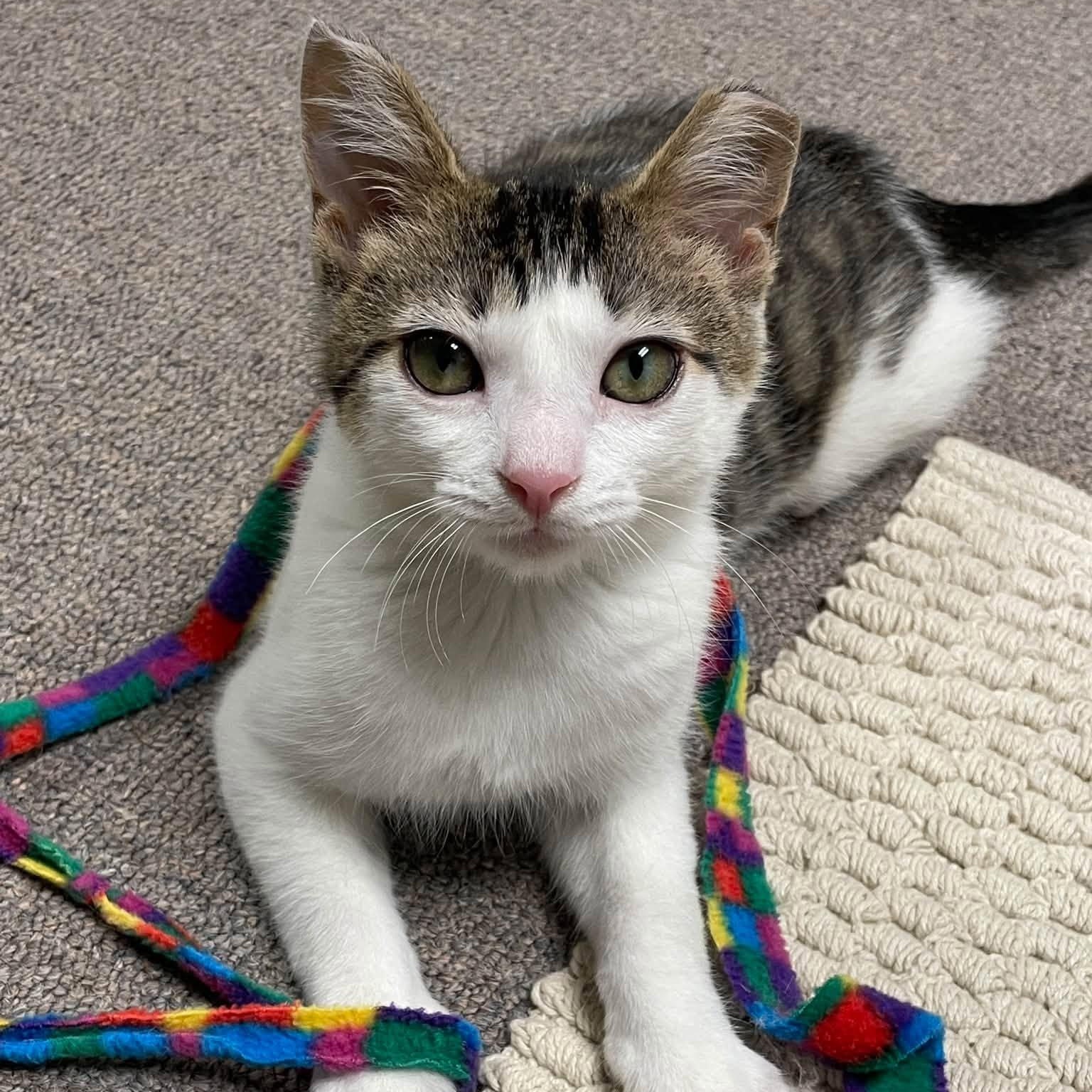Anna, Adoptable, Kitten Female Domestic Short Hair.