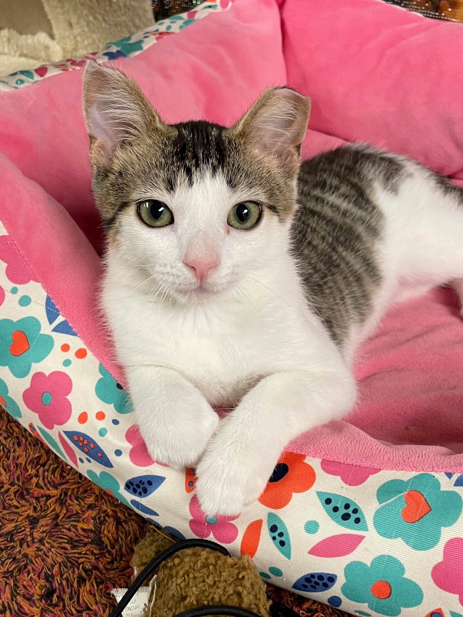 Enlarge Anna, a Adoptable Domestic Short Hair in Sterling Heights, MI image 2/4