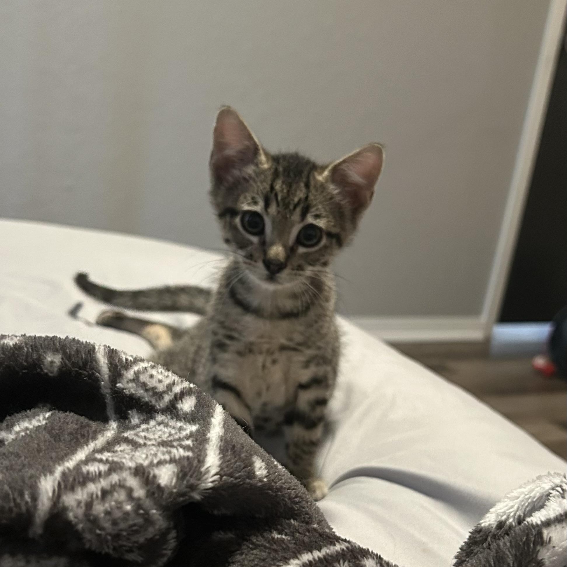 Smoosh, adopted, Kitten Male Domestic Short Hair.