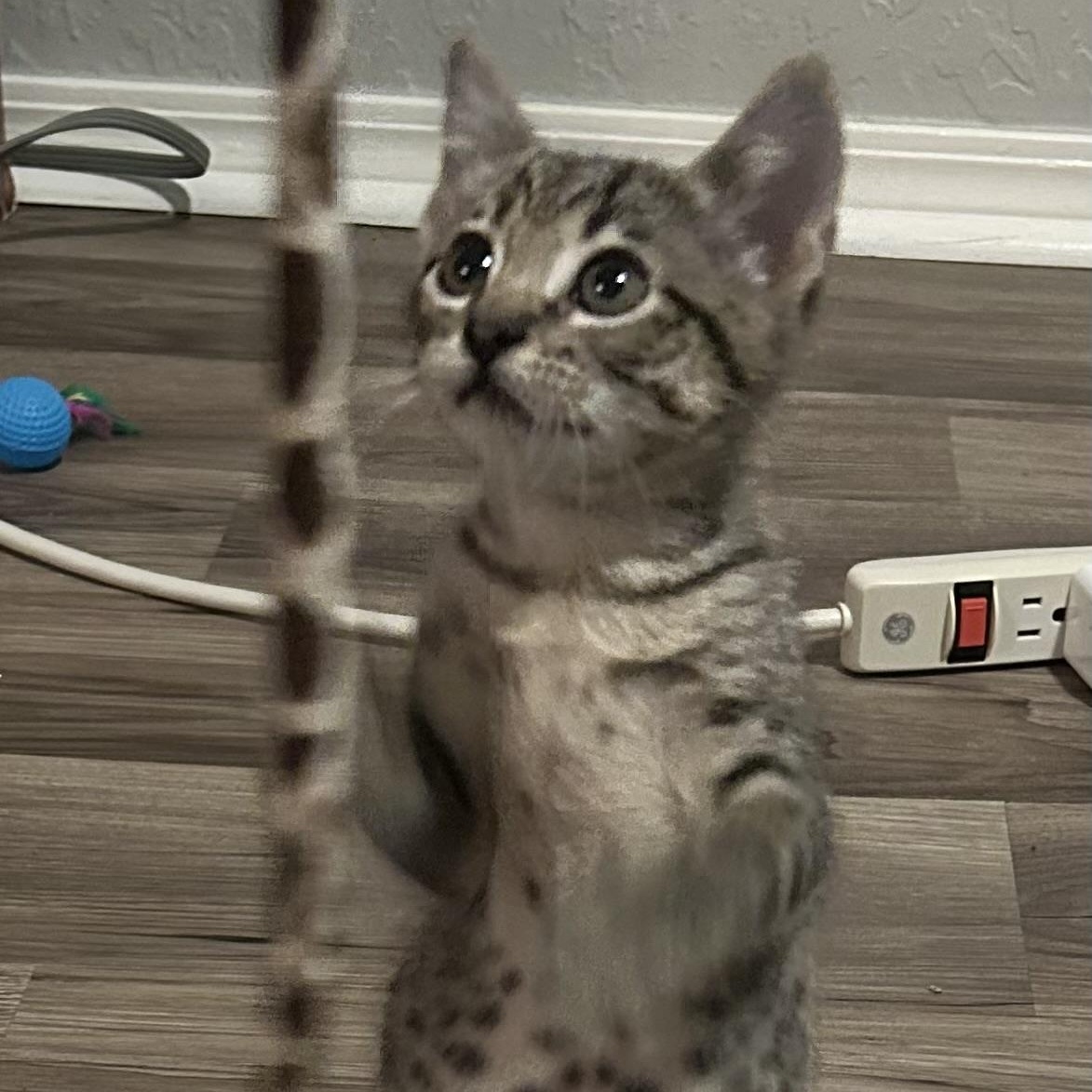 Smoosh, an adopted Domestic Short Hair in Tulsa, OK image 2/5
