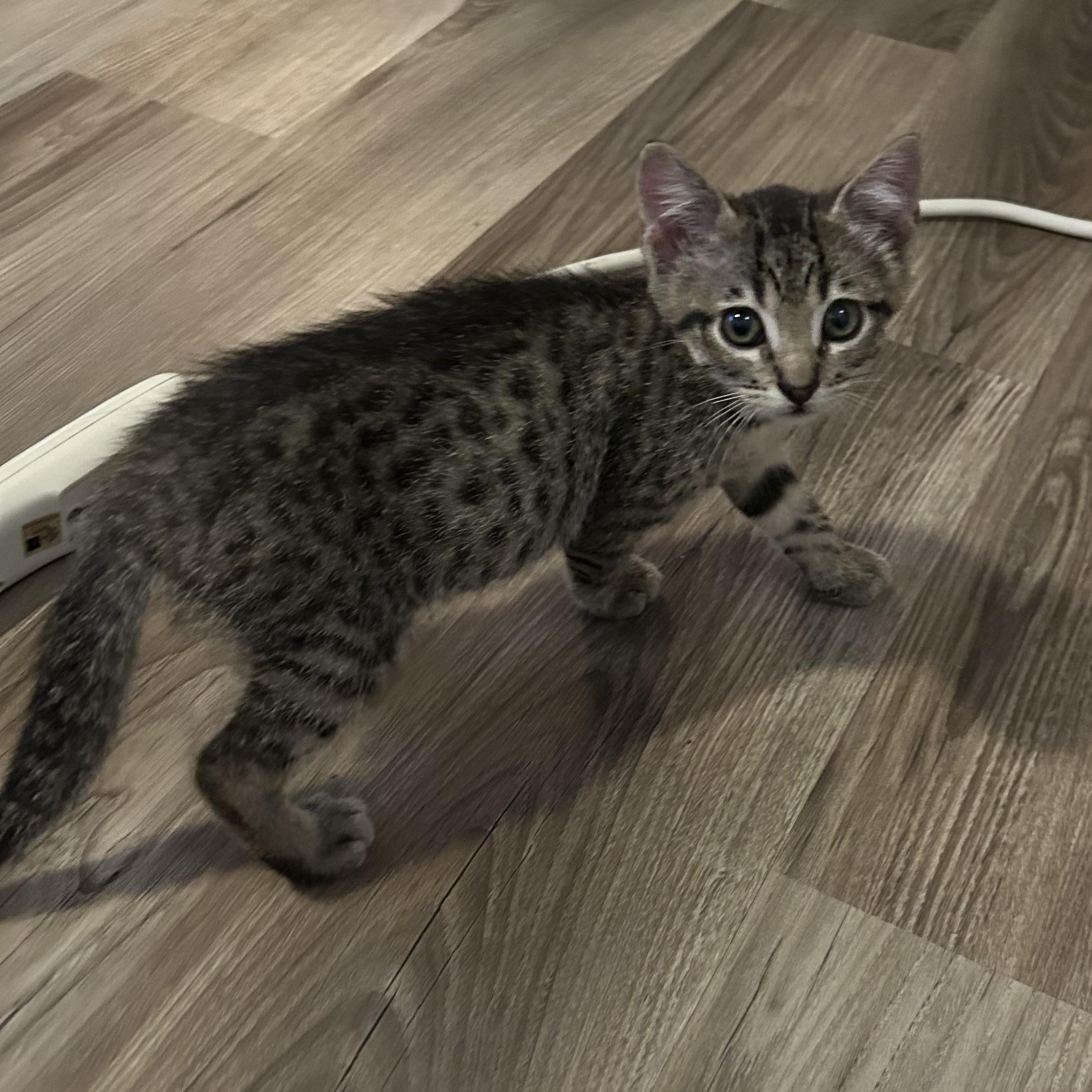 Smoosh, an adopted Domestic Short Hair in Tulsa, OK image 5/5