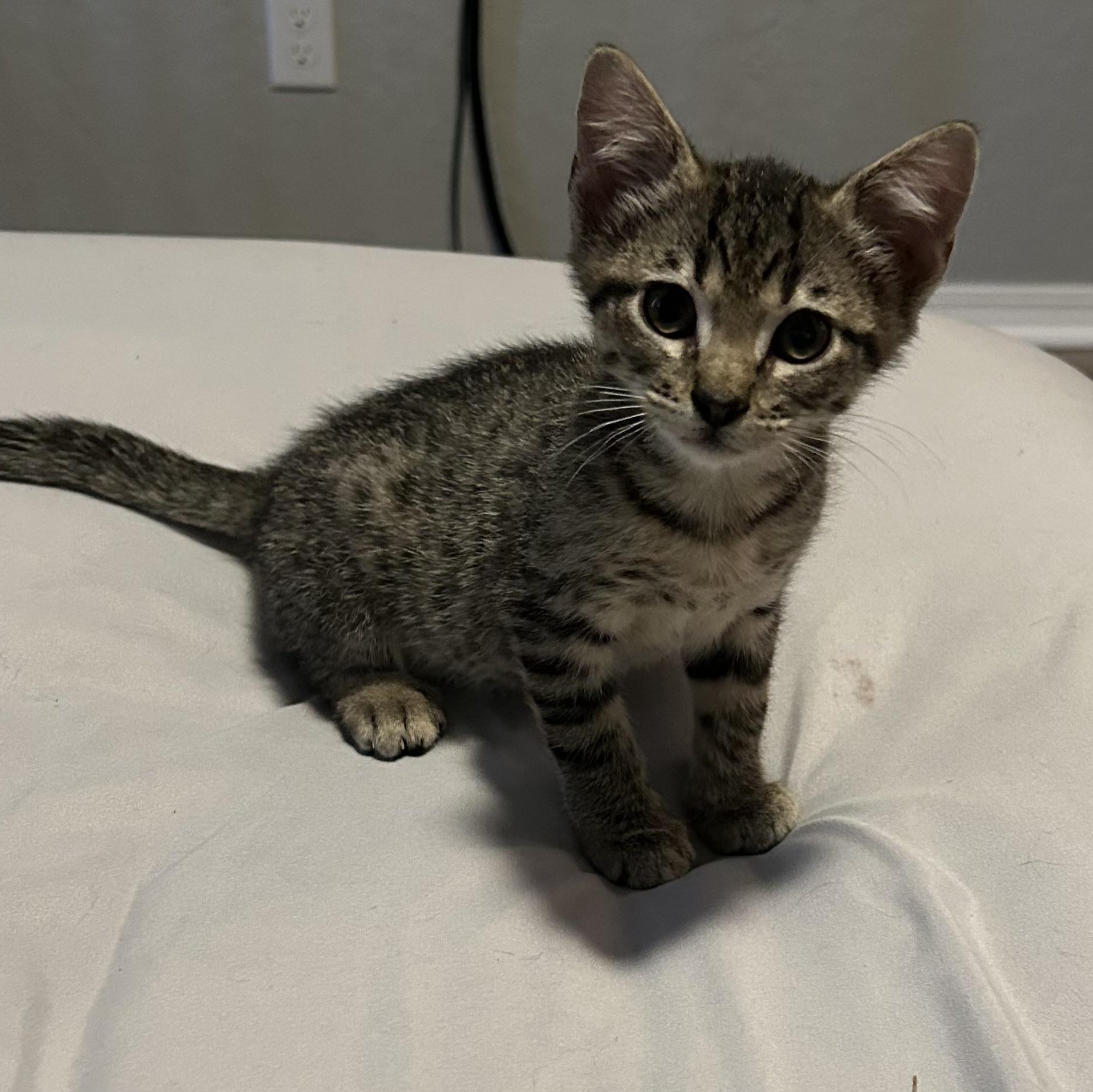 Smoosh, an adopted Domestic Short Hair in Tulsa, OK image 3/5