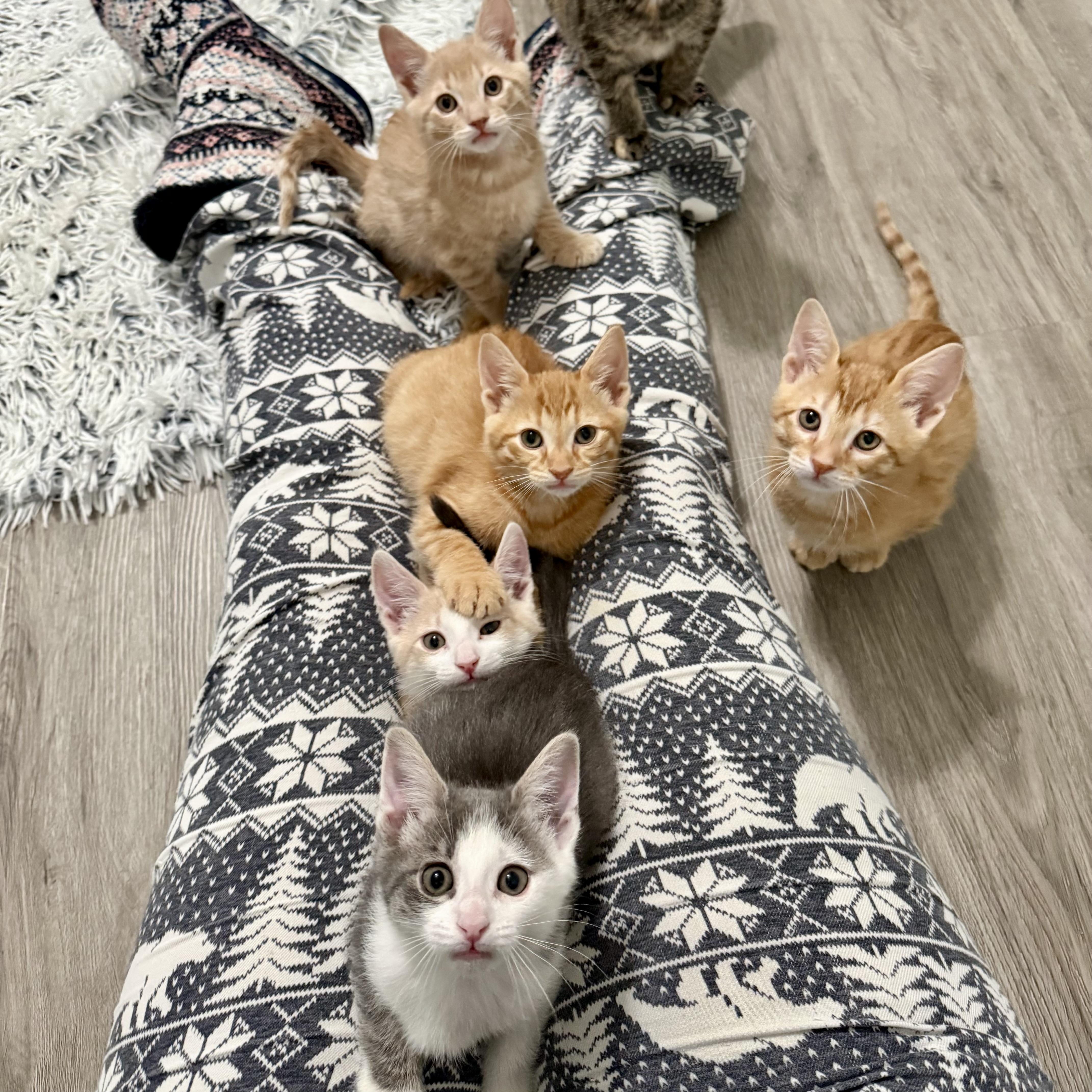 Enlarge Atreyu, an adopted Domestic Short Hair in Alexandria, VA image 3/4