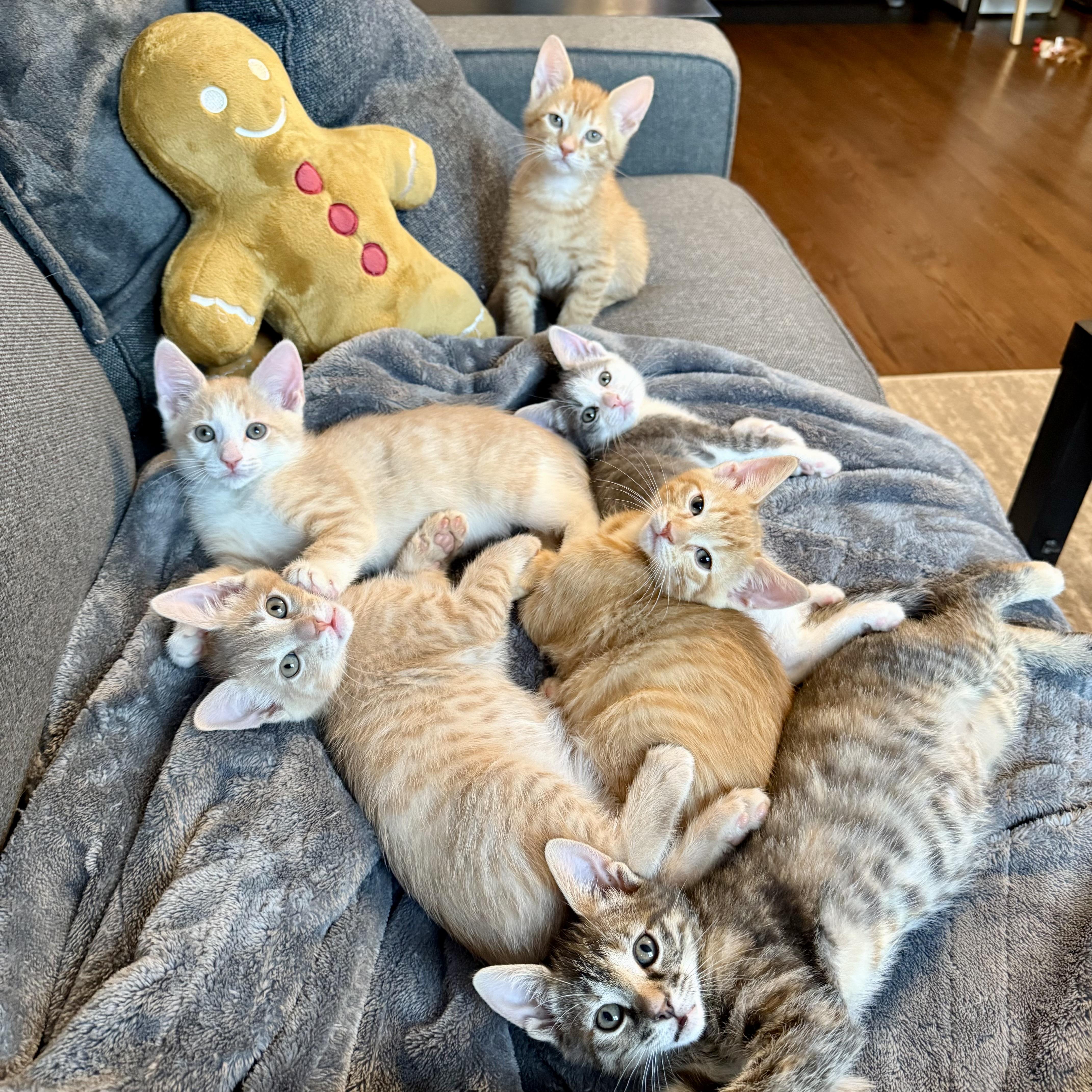 Enlarge Atreyu, an adopted Domestic Short Hair in Alexandria, VA image 4/4