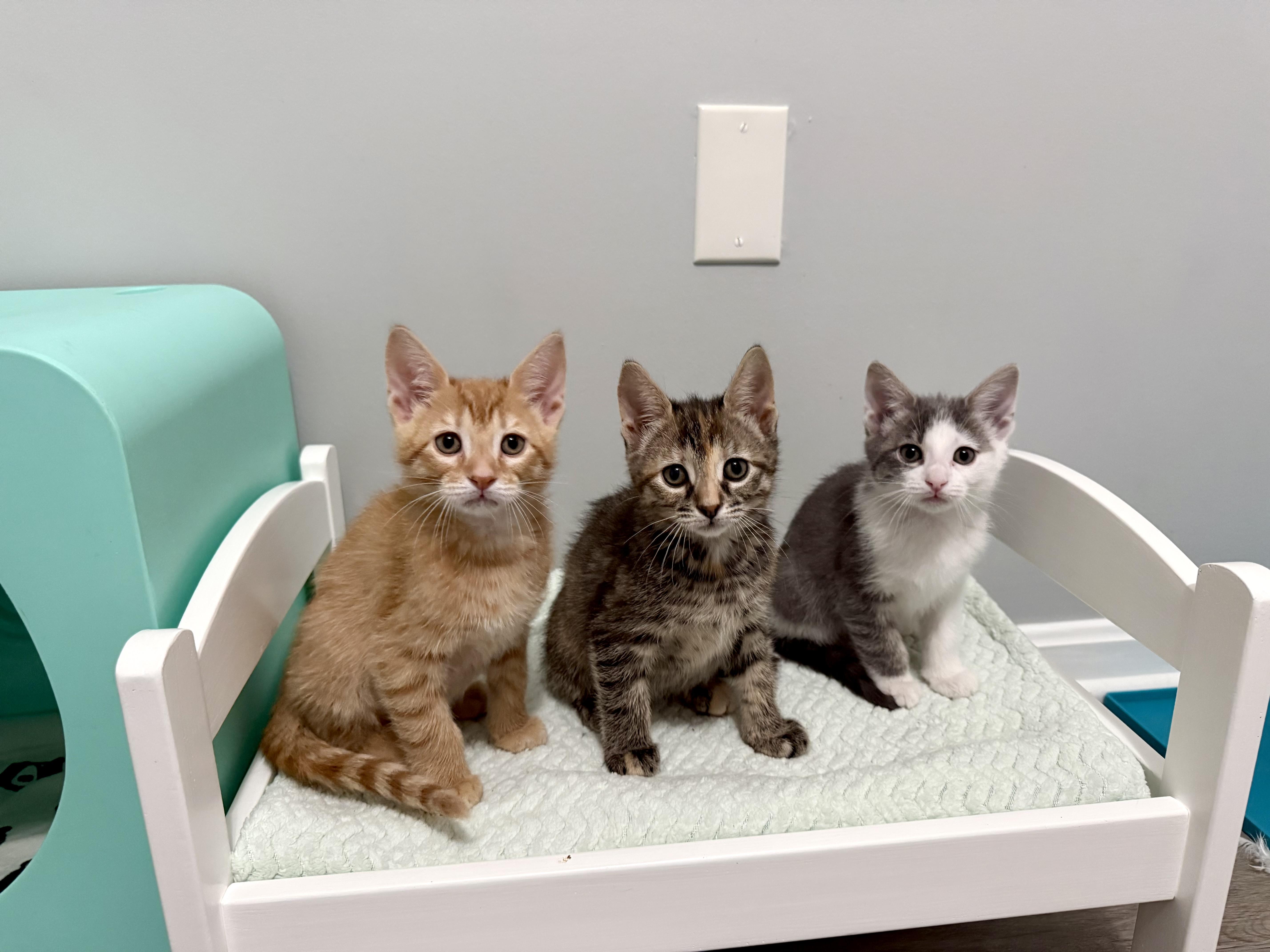 Enlarge Atreyu, an adopted Domestic Short Hair in Alexandria, VA image 2/4