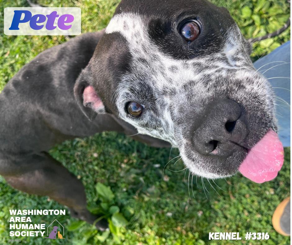 Pete, ADOPTABLE, Adult Male American Bully.