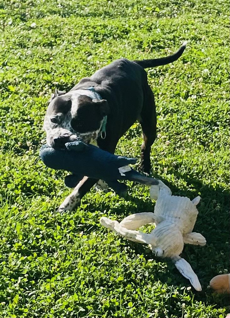 Pete, a ADOPTABLE mixed breed in Eighty Four, PA image 3/3