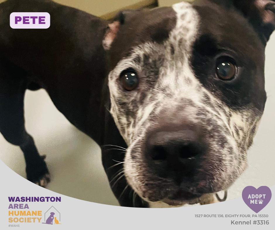 Pete, a ADOPTABLE mixed breed in Eighty Four, PA image 2/3
