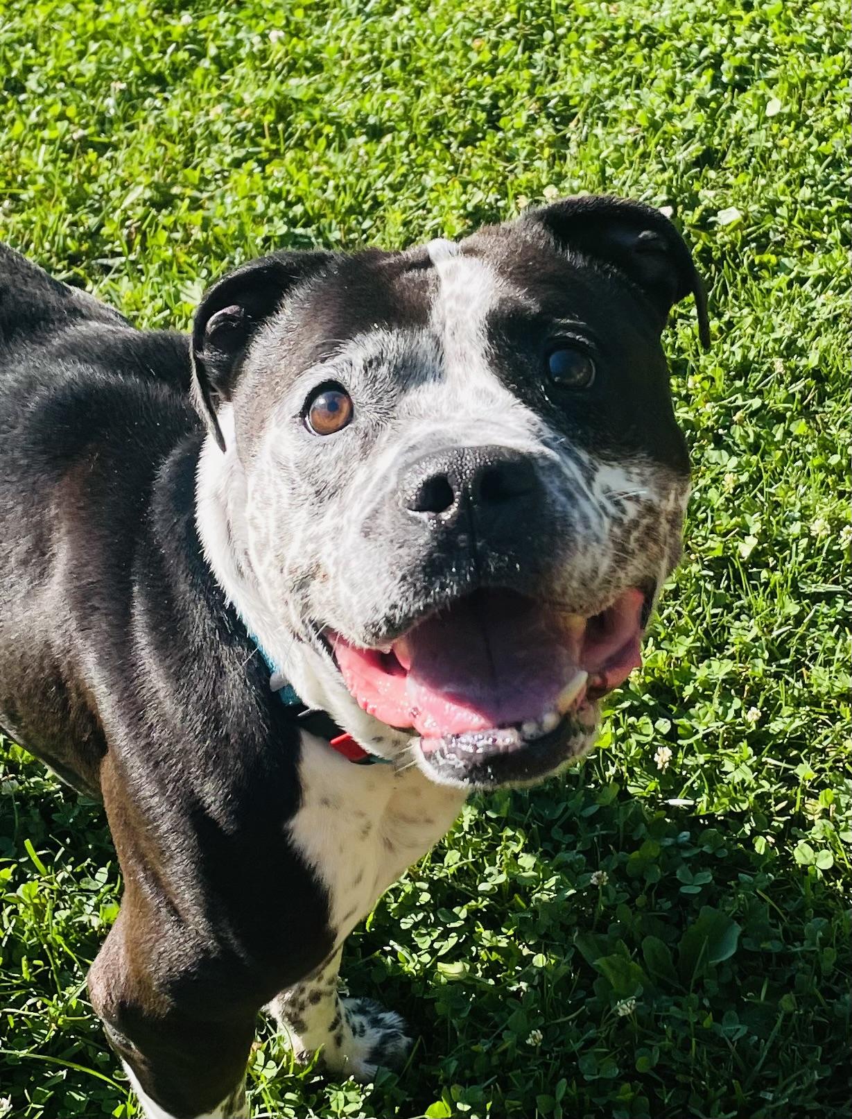 Pete, ADOPTABLE, Adult Male American Bully.