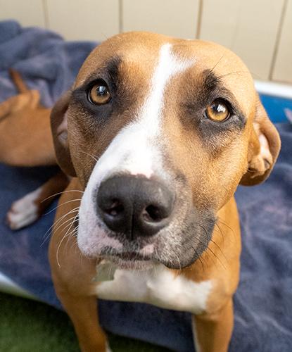 Marge, ADOPTABLE, Adult Female Boxer.